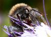 Bombus sp.