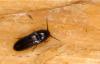 57873 – Photo : Piezo – France (77)