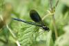 57441 – Photo : Olivier Lacaton – France (51)