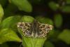 57249 – Photo : Michel Renou – France (91)