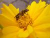 Halictus sp.
