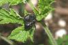 57996 – Photo : Gerard VIGO – France (01)
