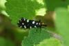 57532 – Photo : Michel Ehrhardt – France (68)