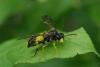 57676 – Photo : Michel Ehrhardt – France (68)