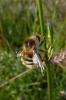 57361 – Photo : Yannick Mourgues – France (12)