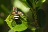 57478 – Photo : Jean-Pierre Aubrun – France (83)