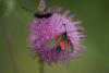 57768 – Photo : V. Romera – France (12)