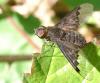 57337 – Photo : Phil – France (40)