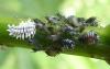 57739 – Photo : Phil – France (40)