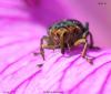 57219 – Photo : roy – France (85)