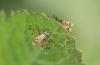 57649 – Photo : frodon – France (33)