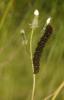 57185 – Photo : David Demerges – France (09)