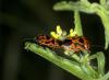 57529 – Photo : Michel Renou – France (91)