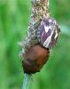 57664 – Photo : Marie Casters Fournier – France (09)