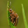 57748 – Photo : Gilles JACQUEMIN – France (54)