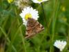57546 – Photo : Francois Legendre – France (48)