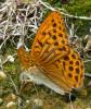 57891 – Photo : Barrie Yorke – France (31)