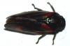 Haematoloma dorsata