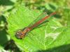 57230 – Photo : Druet Nicole – Belgique
