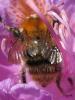 Bombus pascuorum