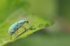 57348 – Photo : patrick derennes – France (94)