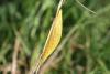 57388 – Photo : Serge Wambeke – France (59)