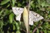 57757 – Photo : Serge Wambeke – France (59)