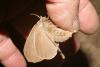 57601 – Photo : Serge Wambeke – France (59)