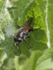 57265 – Photo : Frederic Le Touze – France (76)