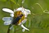 57320 – Photo : Joseph Rezeau – France (35)