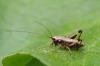 57966 – Photo : Bruno TUNE – France (02)