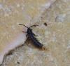 57971 – Photo : Bruno TUNE – France (02)