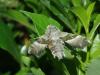 57352 – Photo : Bernadette Cassel – France (69)