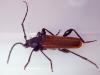 Phymatodes testaceus