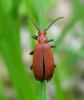 57355 – Photo : V. Czachka – France (55)