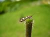 57972 – Photo : Jean-Claude HENRION – France (55)