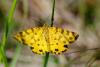 57382 – Photo : Bernard DELEFOSSE – France (26)