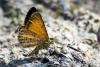 57589 – Photo : Bernard DELEFOSSE – France (26)