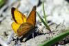 57590 – Photo : Bernard DELEFOSSE – France (26)
