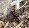 57801 – Photo : David Guedon – France (76)