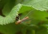 57082 – Photo : Frederic Le Touze – France (76)