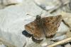 57383 – Photo : Bernard DELEFOSSE – France (26)
