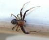 Xysticus sp.