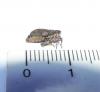 Issus coleoptratus