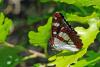 57381 – Photo : Bernard DELEFOSSE – France (84)