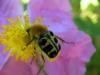 Trichius sp.