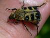 Trichius sp.
