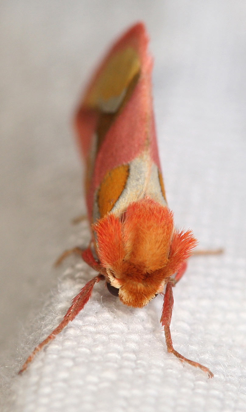 Arthropa - Benoit Martha - Axia margarita - réf. 57677 (808 x 1352 pixels, 106 ko)
