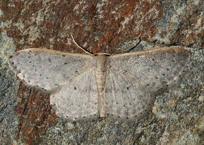 Eric SYLVESTRE - Idaea eugeniata - réf. 57229 (700 x 500 pixels, 137 ko)