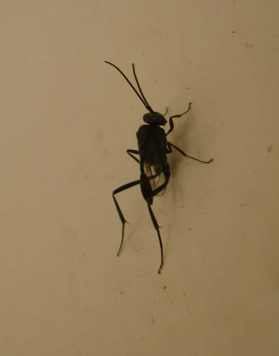 B. Bal - Evania appendigaster - réf. 57007 (969 x 1235 pixels, 32 ko)